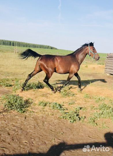 Лошадь Рысак