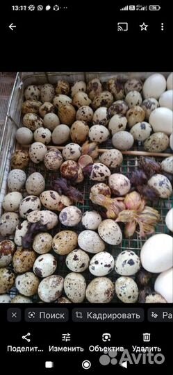 Цыплята несушек, бинтамок,перепелок,инкубац. яйцо