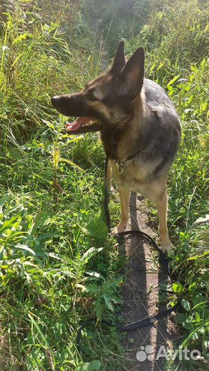 Выгуливать собак