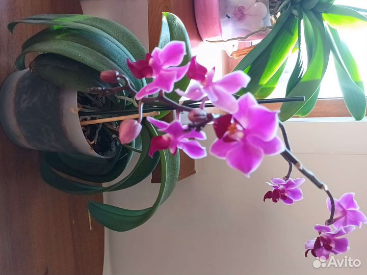 Орхидея доритенопсис