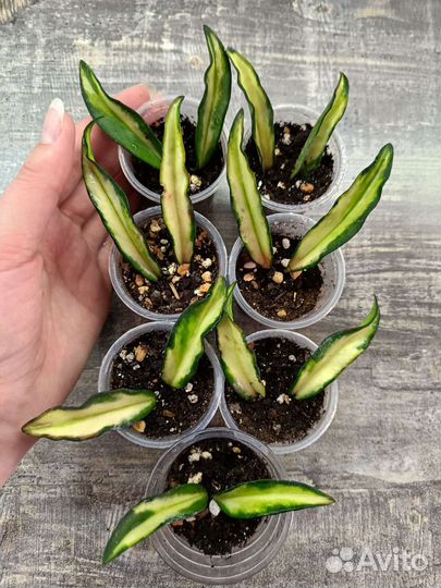 Хойя вайети триколор, Аглаонема Грин Леди