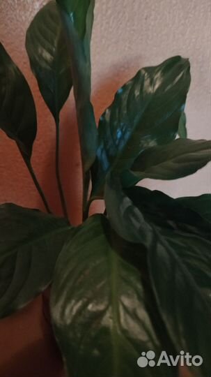 Спатифиллум