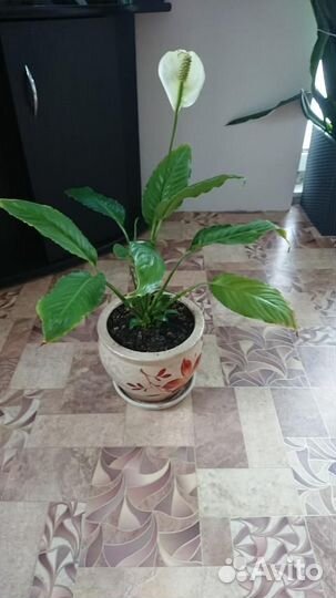 Комнатные домашние растения