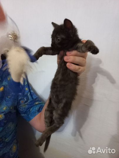 Котёнок Бегемот