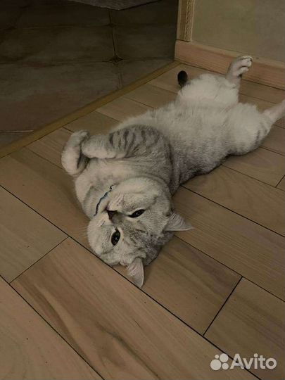 Кот для вязки