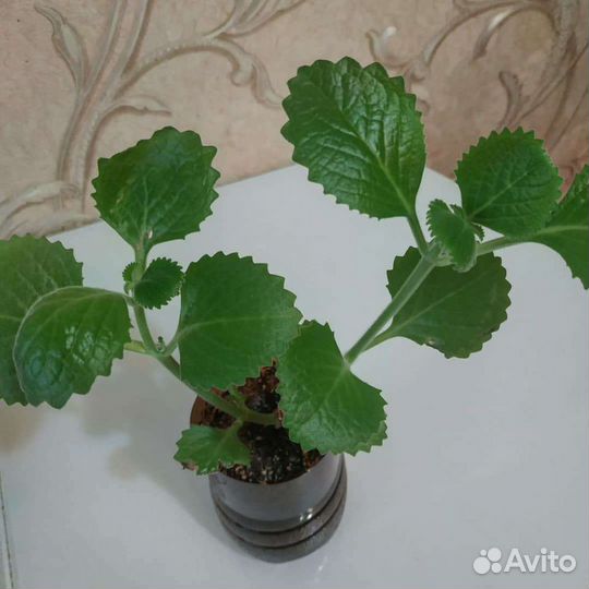 Мята (шпороцвет, плектрантус)