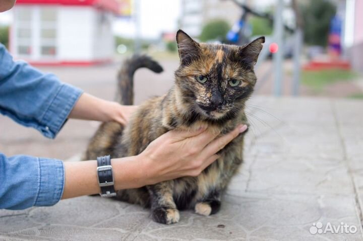 Фрося, стерилизована, привита