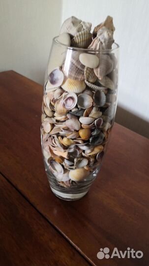 Морские ракушки раковины для поделок или декора