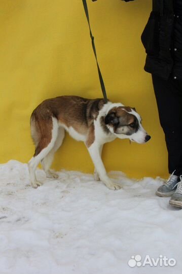 Красивая, но скромная собака ищет дом