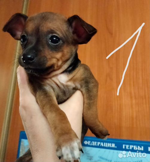 Маленькая собака чихуахуа