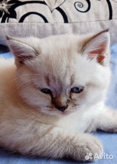 Шотландская