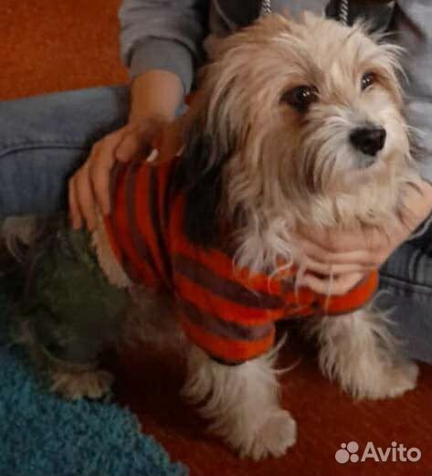 Болонка вязка