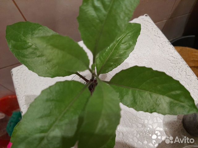 Джинура лечебная