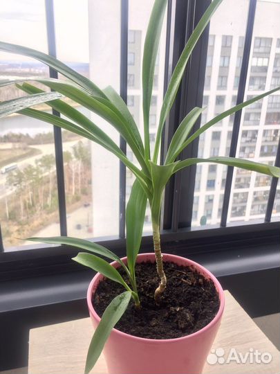 Комнатные цветы панданус пальма