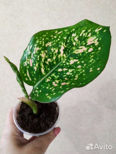 Аглаонема, Диффенбахия