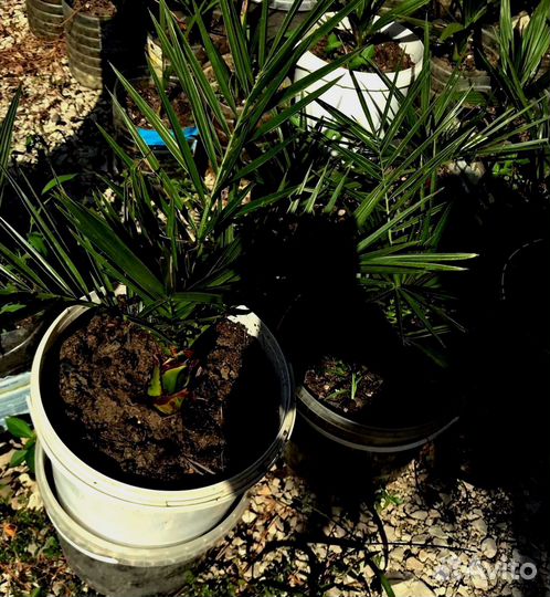 Финиковая пальма