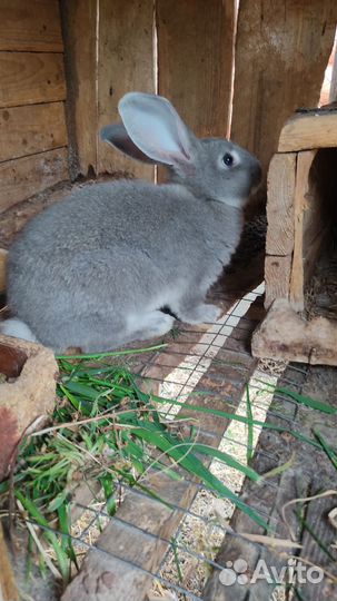 Кролики мясных пород
