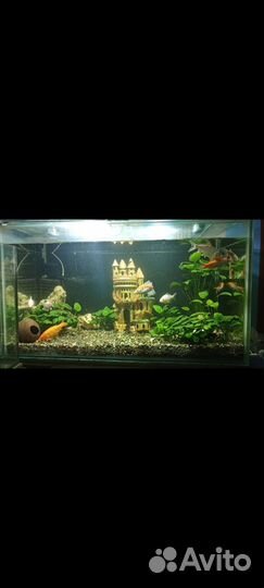Аквариум