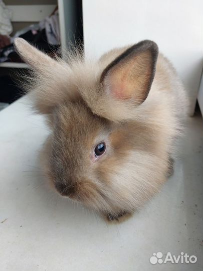 Декоративные кролики 2 мес