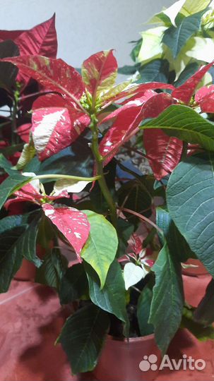 Комнатные цветы