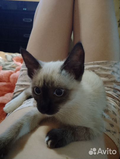 Кот в добрые руки