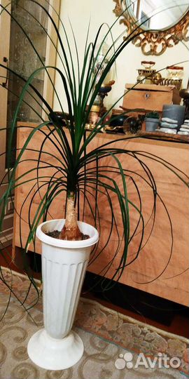 Бокарнея нолина