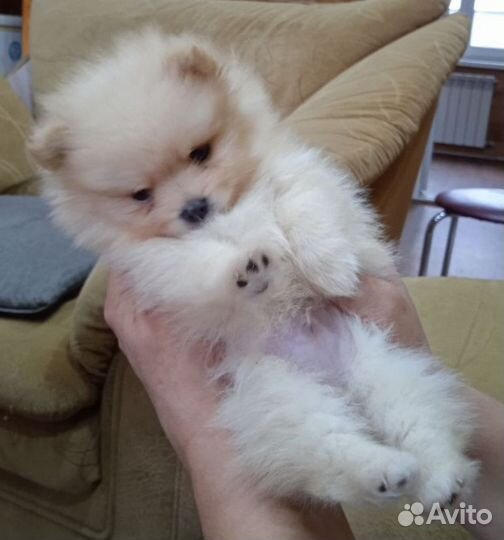 Щенки шпица