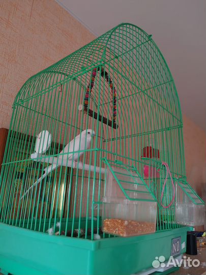 Волнистый попугай с клеткой бесплатно