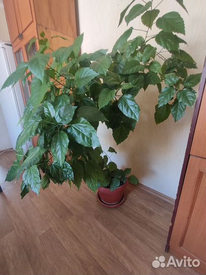 Гибискус китайская роза