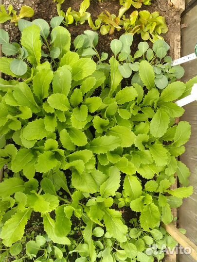 Рассада капусты