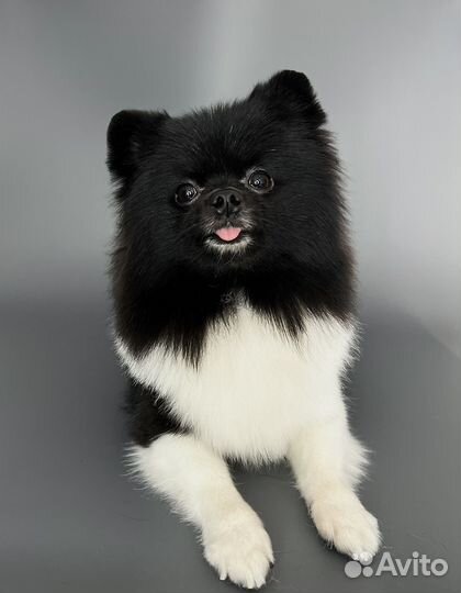 Стрижка собак Энгельс