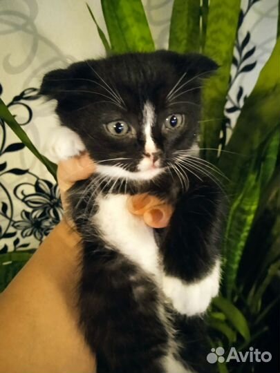 Кошка в дар бесплатно