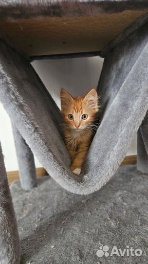 Милый котенок хочет домой