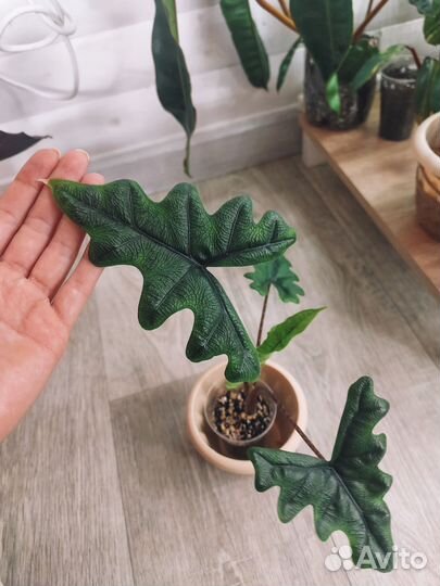 Алоказия жаклин