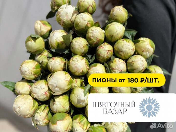 Цветы. Пионы с доставкой в Анапе