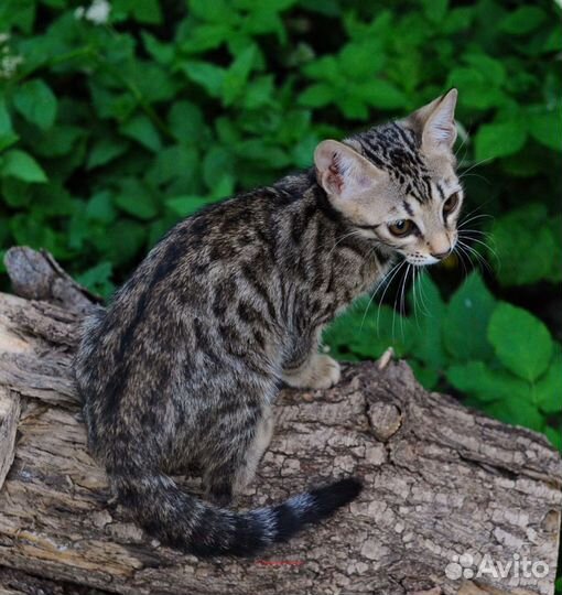 Бенгальский котенок