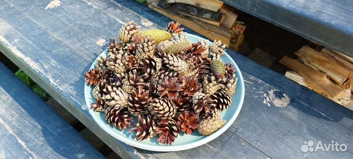Шишки еловые сосновые
