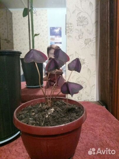 Кислица200р,калла350,канны350р