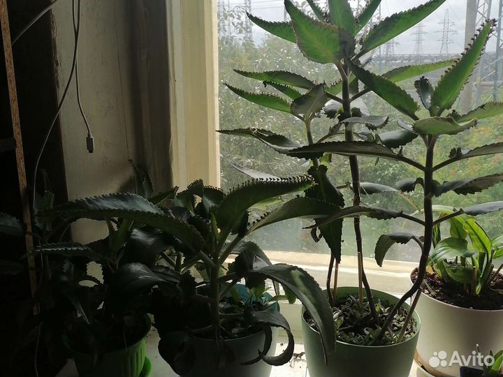 Каланхоэ лечебное