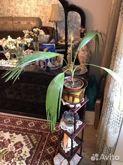 Пальма веерная