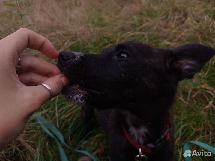 Красивый щеночек-девочка ищет дом