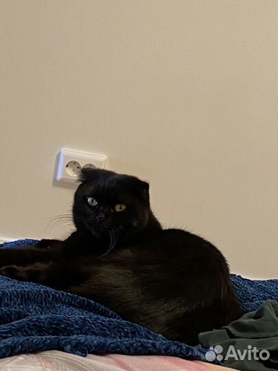 Отдам в хорошие руки