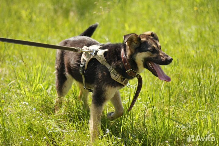 Собачка Марта ищет дом