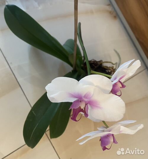 Орхидея фаленопсис размер цветка 9,5 см