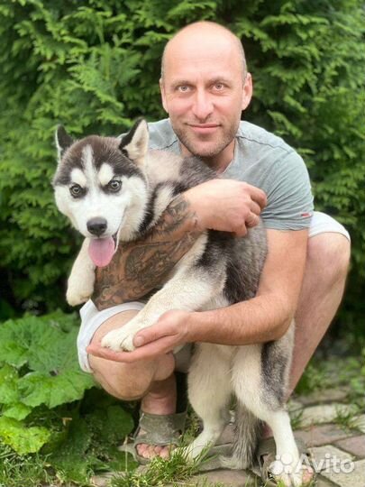 Кинолог с передержкой, дрессура с выездом щенки