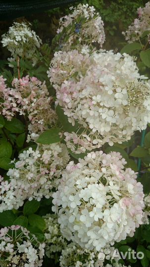 Гортензия метельчатая