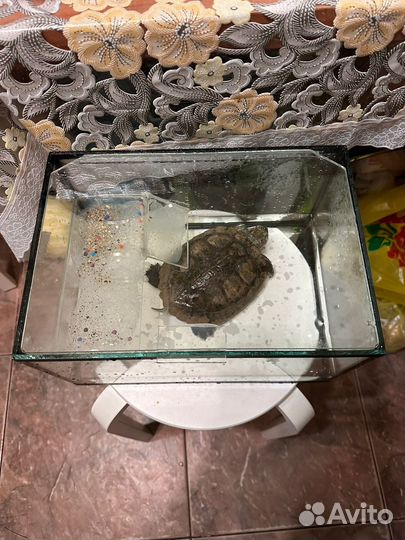 Черепаха с аквариумом