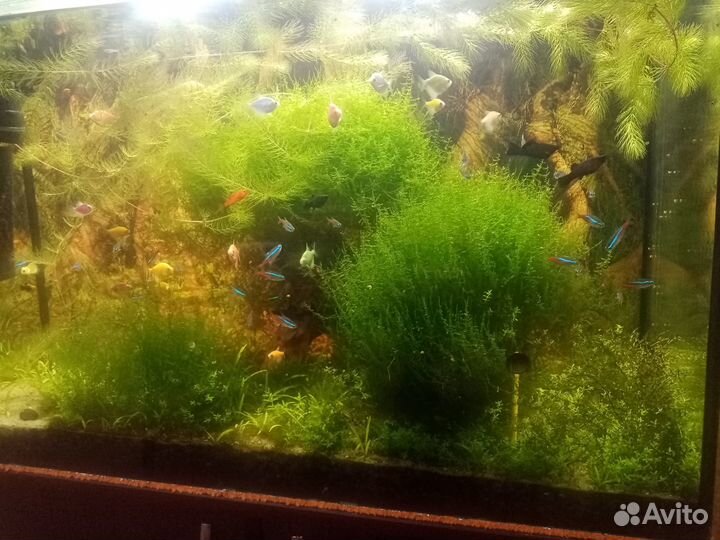 Аквариум готовый с растениями и рыбами