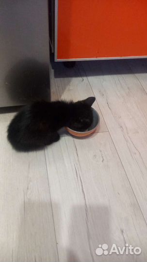 Одноглазый, но от этого не менее очаровательный