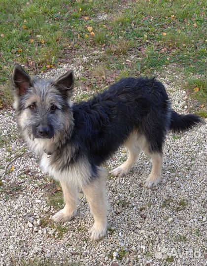 Джерри ищет хозяина